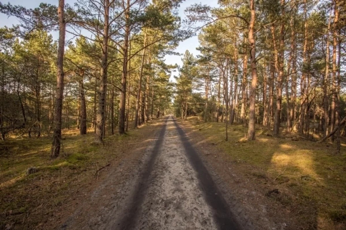В Эстонии вблизи российской границы нашли авиабомбу весом 250 кг