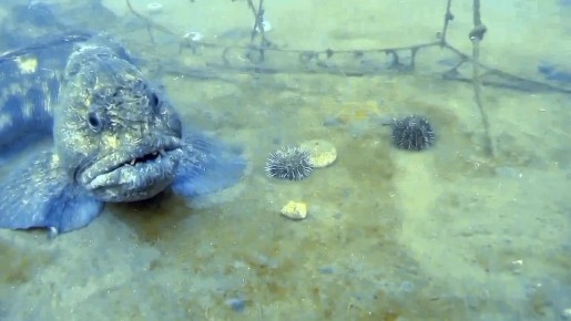 «Разрывает тело на куски»: рыба-«стальные челюсти» попала на видео в водах Приморья