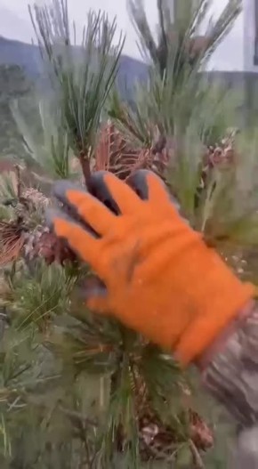 Червивые шишки: что с кедровым орехом в Приморье этом году