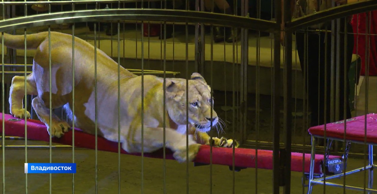 Грандиозное шоу принимает цирк Владивостока