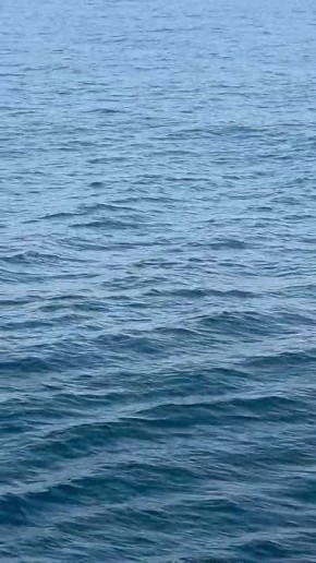 Стаю дельфинов заметили в районе Ольги