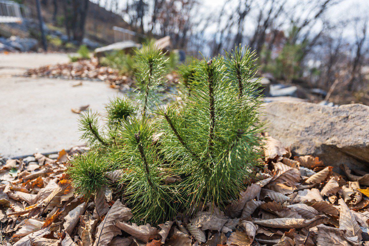 Константин Шестаков: Более 1200 саженцев деревьев, кустарников и многолетних цветов появилось в парке на Ватутина во Владивостоке Константин Шестаков: Более 1200 саженцев деревьев, кустарников и многолетних цветов появилось в парке на Ватутина во Владивостоке