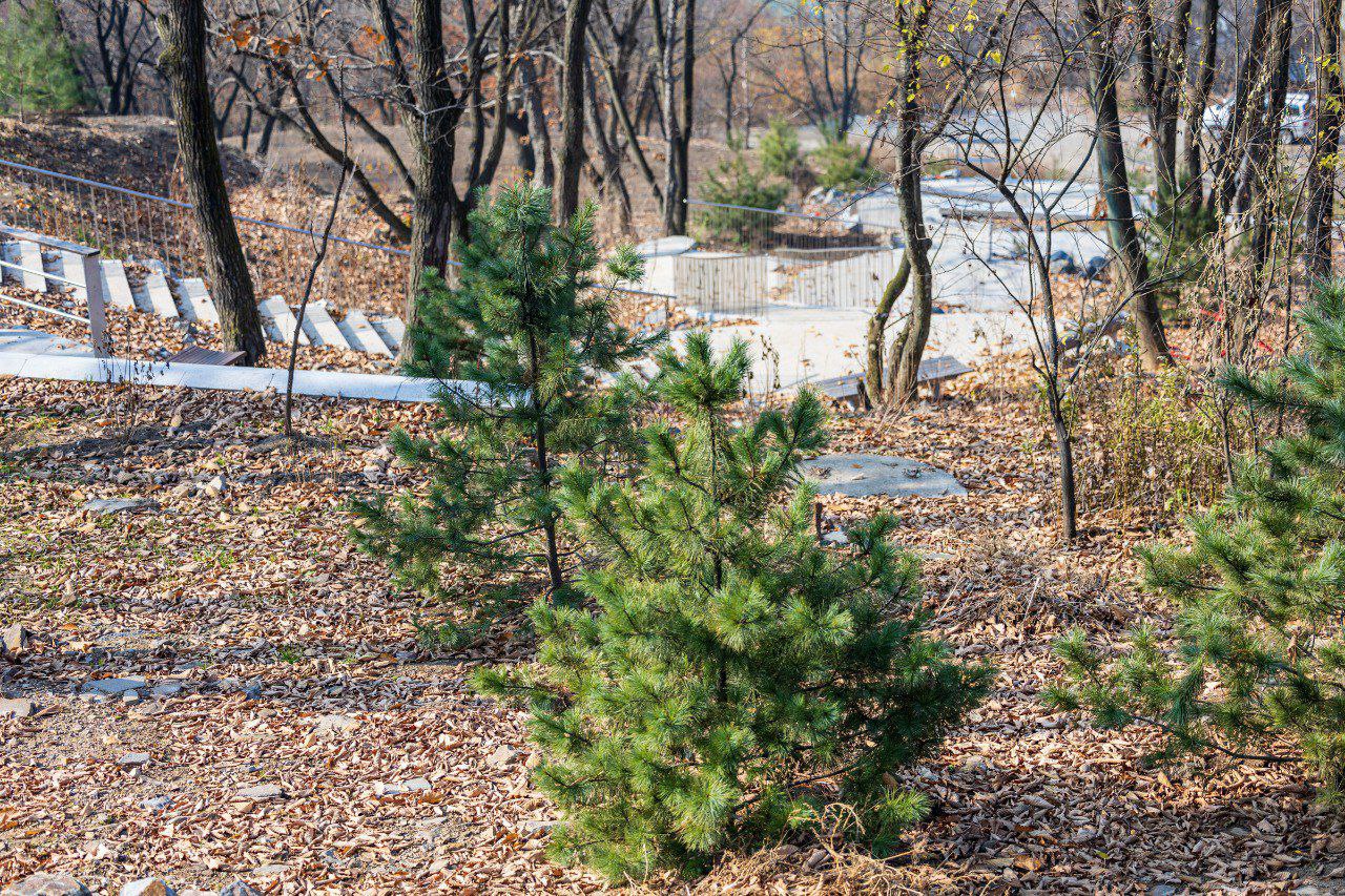 Константин Шестаков: Более 1200 саженцев деревьев, кустарников и многолетних цветов появилось в парке на Ватутина во Владивостоке Константин Шестаков: Более 1200 саженцев деревьев, кустарников и многолетних цветов появилось в парке на Ватутина во Владивостоке