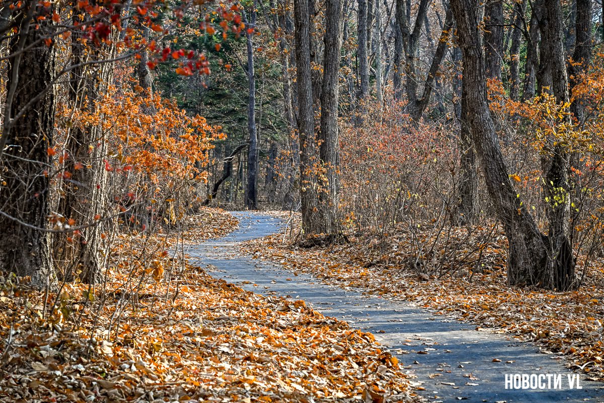 Ещё 8 километров новых дорожек появилось в Ботаническом саду во Владивостоке Ещё 8 километров новых дорожек появилось в Ботаническом саду во Владивостоке