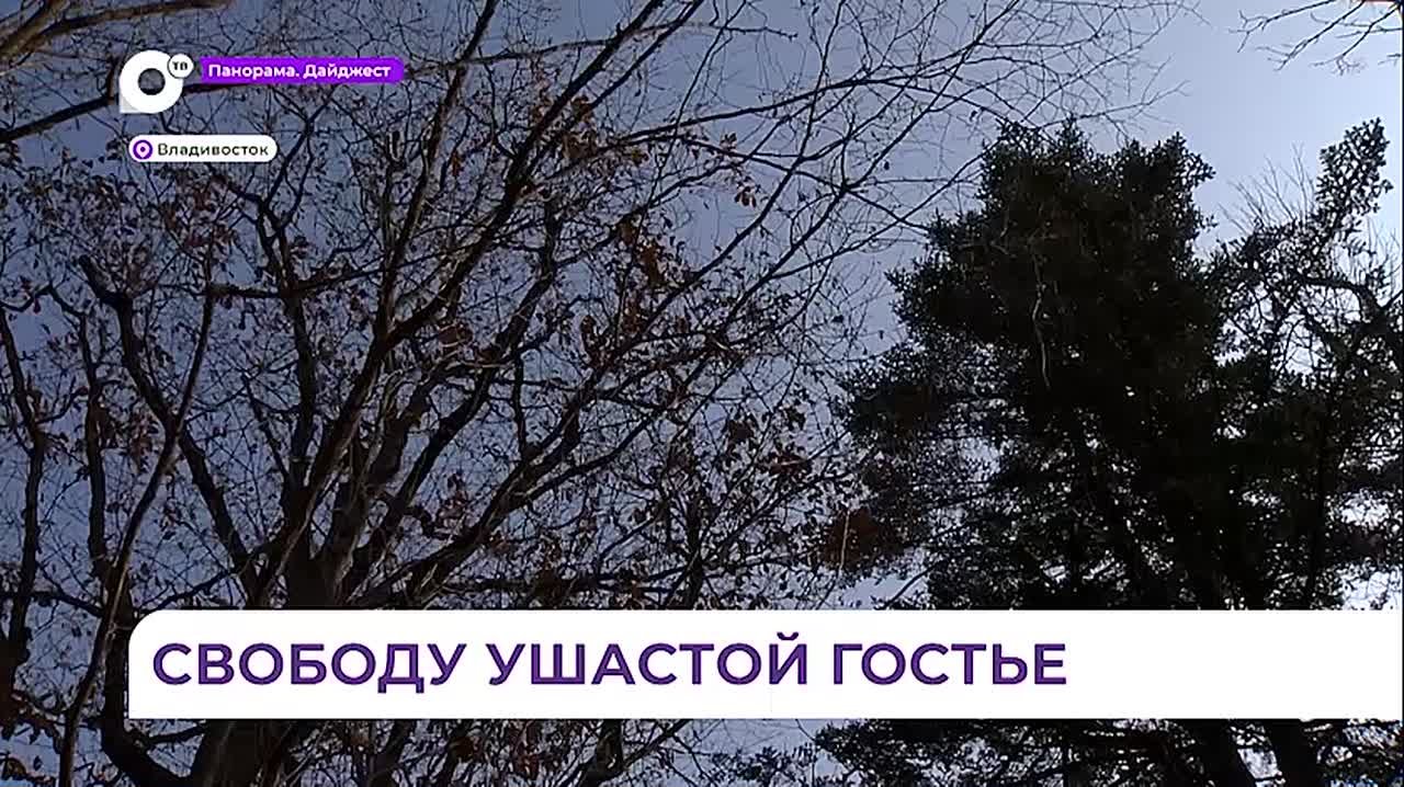 Орнитолог спас ушастую сову во Владивостоке