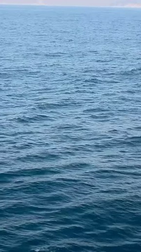 У берегов Ольгинского района Приморья стая дельфинов сопровождала лодку местного рыбака