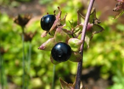 Опасная белладонна: как избавиться от ядовитого растения на своем участке