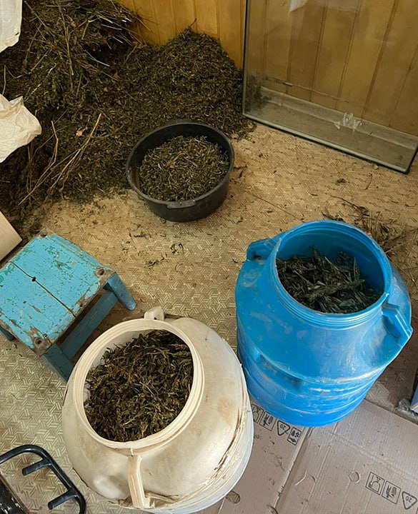 Полиция изъяла у 46-летнего жителя Приморья почти 44 кг марихуаны, заготовленной для личных целей Полиция изъяла у 46-летнего жителя Приморья почти 44 кг марихуаны, заготовленной для личных целей