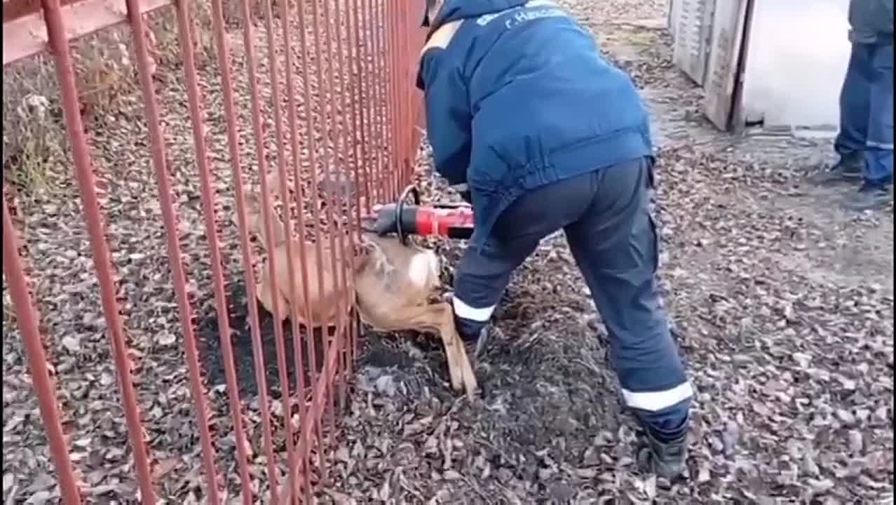 В Находке дикая косуля попала в беду, застряв в металлическом заборе