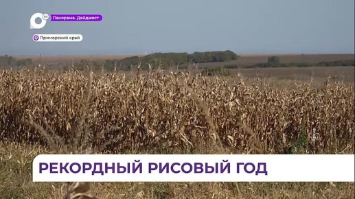 План по уборке риса в Приморье выполнен почти на 100 %