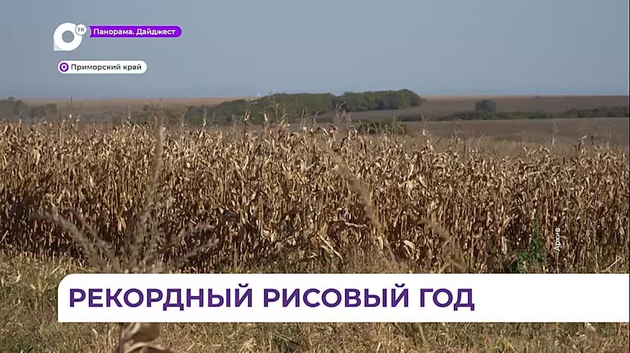 План по уборке риса в Приморье выполнен почти на 100 %