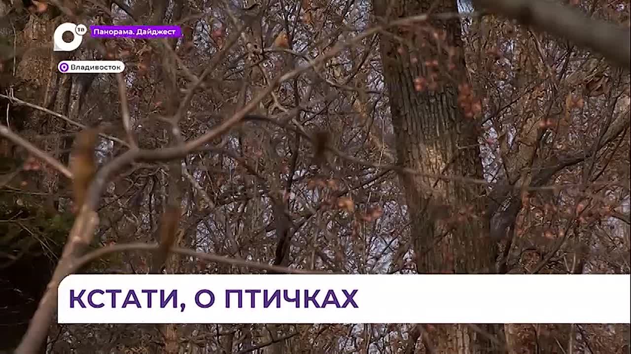 Жители Владивостока приходят на озеро Торфяное подкормить водоплавающих