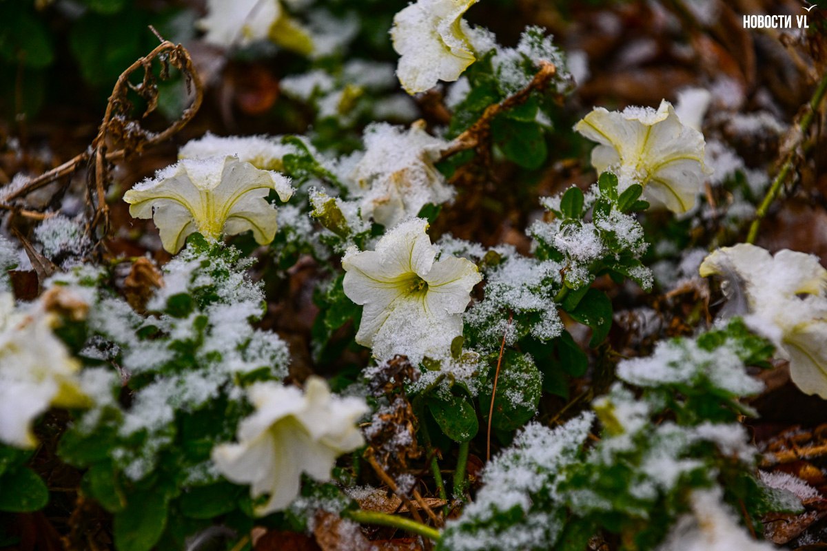 А снег идёт.... Это уже не те несколько снежинок, что упали в середине октября. Снег идёт настоящий, не мокрый, не с дождём, как пугали синоптики. Фотограф Новостей VL прогулялся по центру Владивостока – показать вам... А снег идёт.... Это уже не те несколько снежинок, что упали в середине октября. Снег идёт настоящий, не мокрый, не с дождём, как пугали синоптики. Фотограф Новостей VL прогулялся по центру Владивостока – показать вам...
