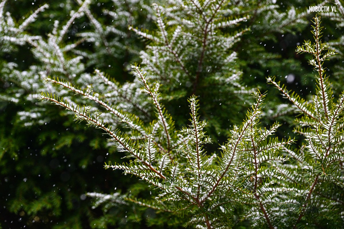 А снег идёт.... Это уже не те несколько снежинок, что упали в середине октября. Снег идёт настоящий, не мокрый, не с дождём, как пугали синоптики. Фотограф Новостей VL прогулялся по центру Владивостока – показать вам... А снег идёт.... Это уже не те несколько снежинок, что упали в середине октября. Снег идёт настоящий, не мокрый, не с дождём, как пугали синоптики. Фотограф Новостей VL прогулялся по центру Владивостока – показать вам...