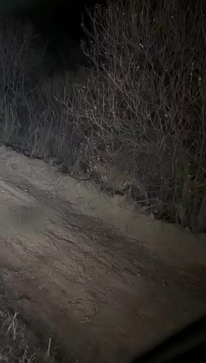 Тигры продолжают выходить к дорогам Приморья