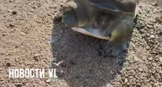 На озере лотосов в Артёме нашли краснокнижную дальневосточную черепаху