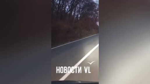 Шкотовский тигр снова бродит по дороге в районе Подъяпольского