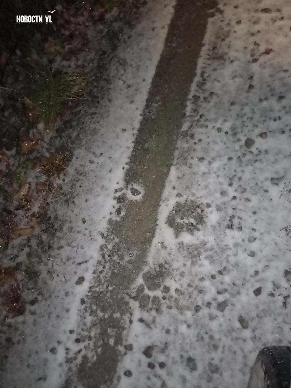 Читатели Новостей VL сообщают, что свежие следы, похожие на тигриные, они обнаружили в 100 метрах от остановки "Платформа 9232 км" в Надеждинском районе Читатели Новостей VL сообщают, что свежие следы, похожие на тигриные, они обнаружили в 100 метрах от остановки "Платформа 9232 км" в Надеждинском районе
