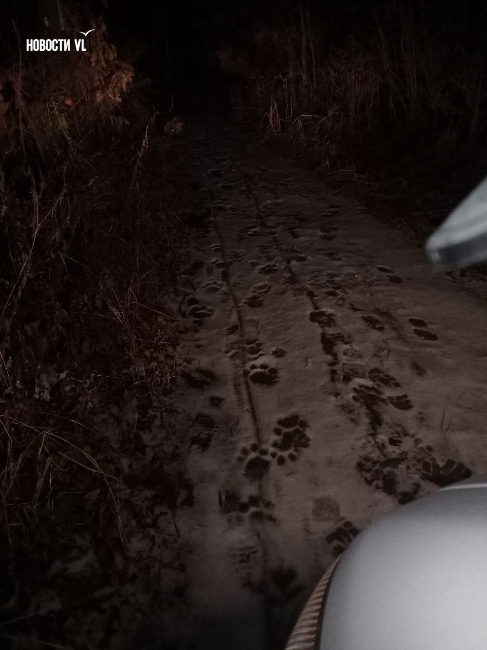 Читатели Новостей VL сообщают, что свежие следы, похожие на тигриные, они обнаружили в 100 метрах от остановки "Платформа 9232 км" в Надеждинском районе Читатели Новостей VL сообщают, что свежие следы, похожие на тигриные, они обнаружили в 100 метрах от остановки "Платформа 9232 км" в Надеждинском районе
