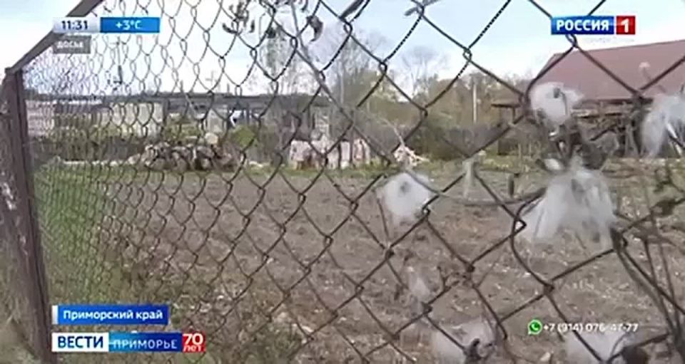 Губернатор Приморья отчитал глав некоторых районов