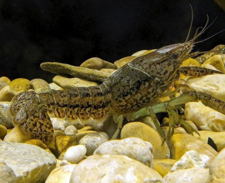 В реках Крыма обнаружен мраморный рак — новый для Крыма и России вид, сообщили в Институте проблем экологии и эволюции РАН