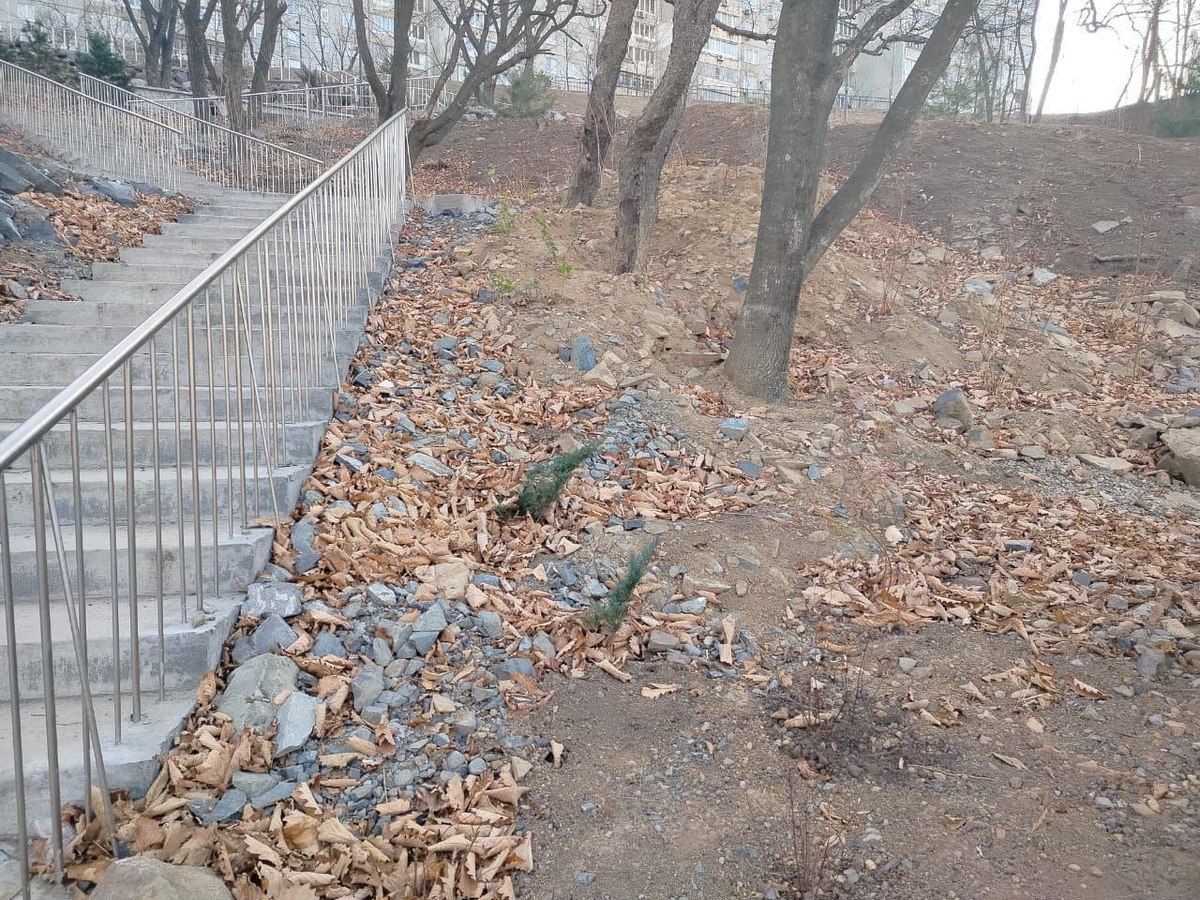 Неизвестные похитили можжевельники из сквера на Ватутина Неизвестные похитили можжевельники из сквера на Ватутина