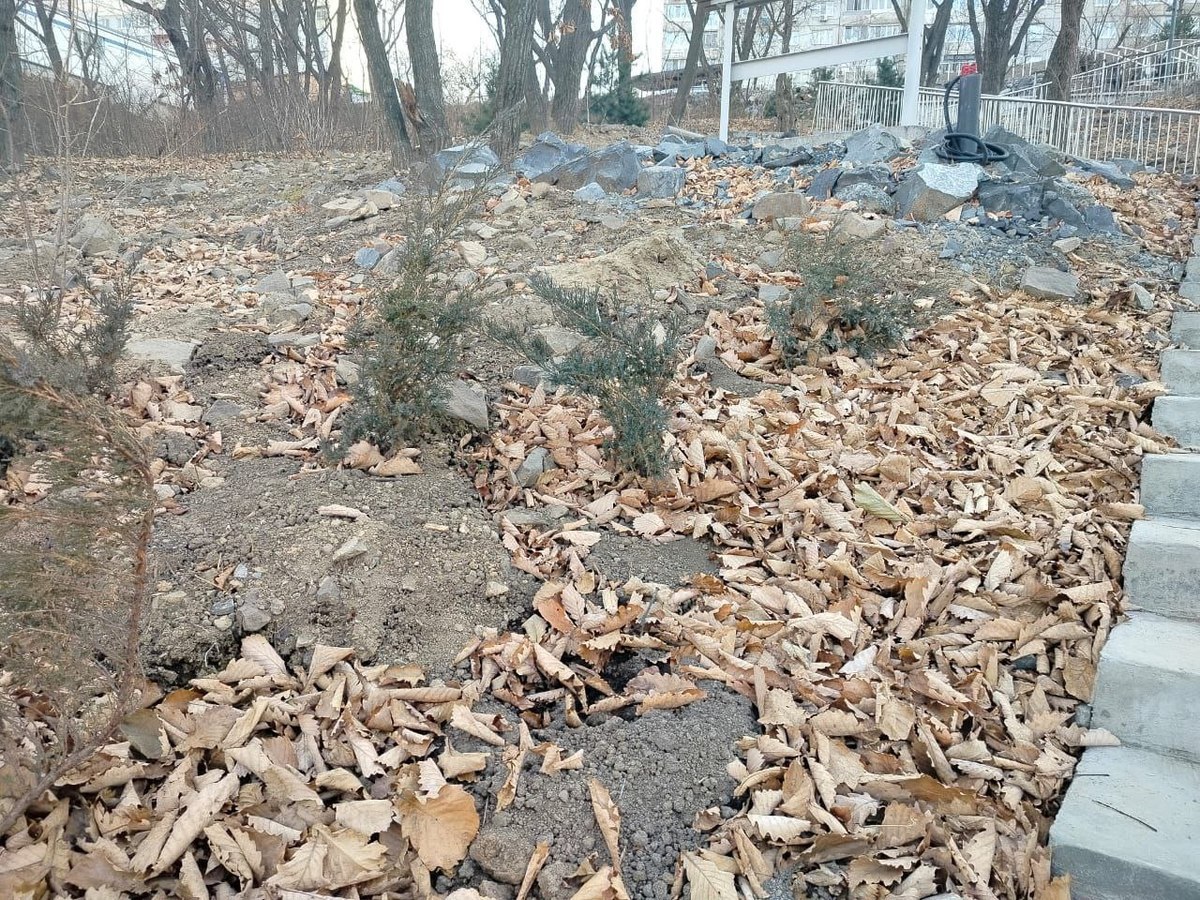 Неизвестные похитили можжевельники из сквера на Ватутина Неизвестные похитили можжевельники из сквера на Ватутина