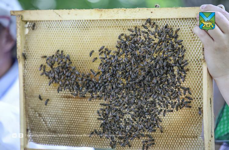 Пчеловодов Приморья предупреждают о необходимости термообработки ульев