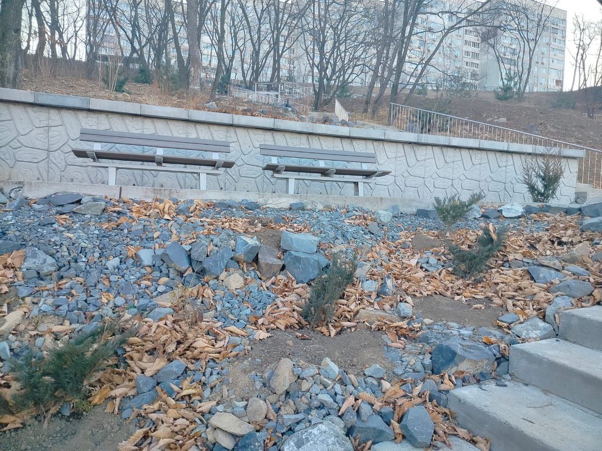 Неизвестные похитили можжевельники из сквера на Ватутина