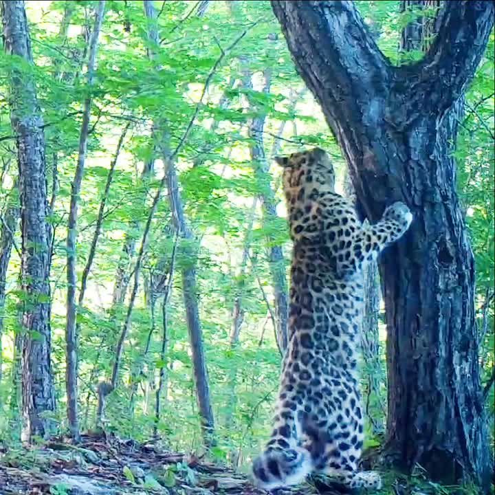 В Приморье обнаружили "леопардового суриката"