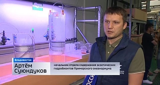 Необычные императорские гребневики - под прицелом международной команды биологов во Владивостоке