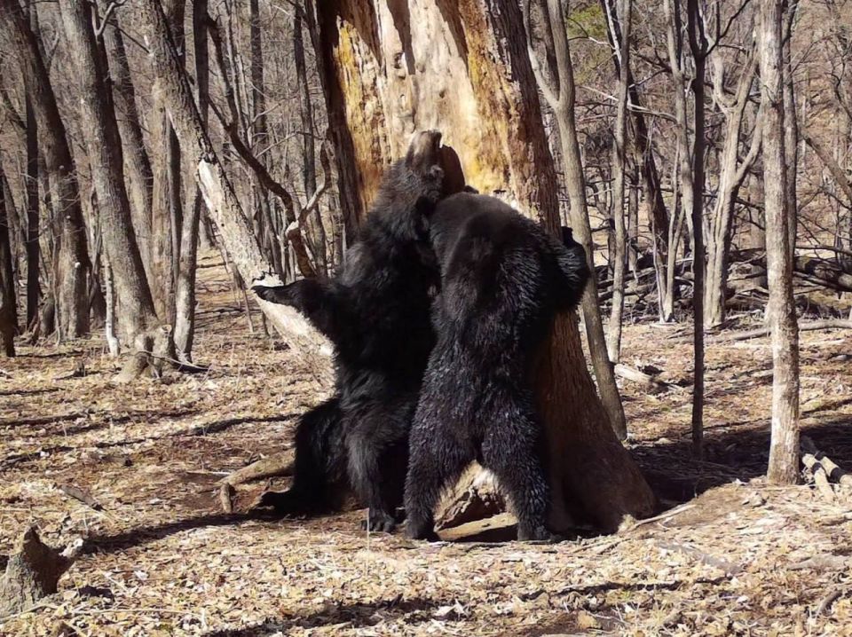 В Приморье медведи «станцевали» у 200-летней пихты:
