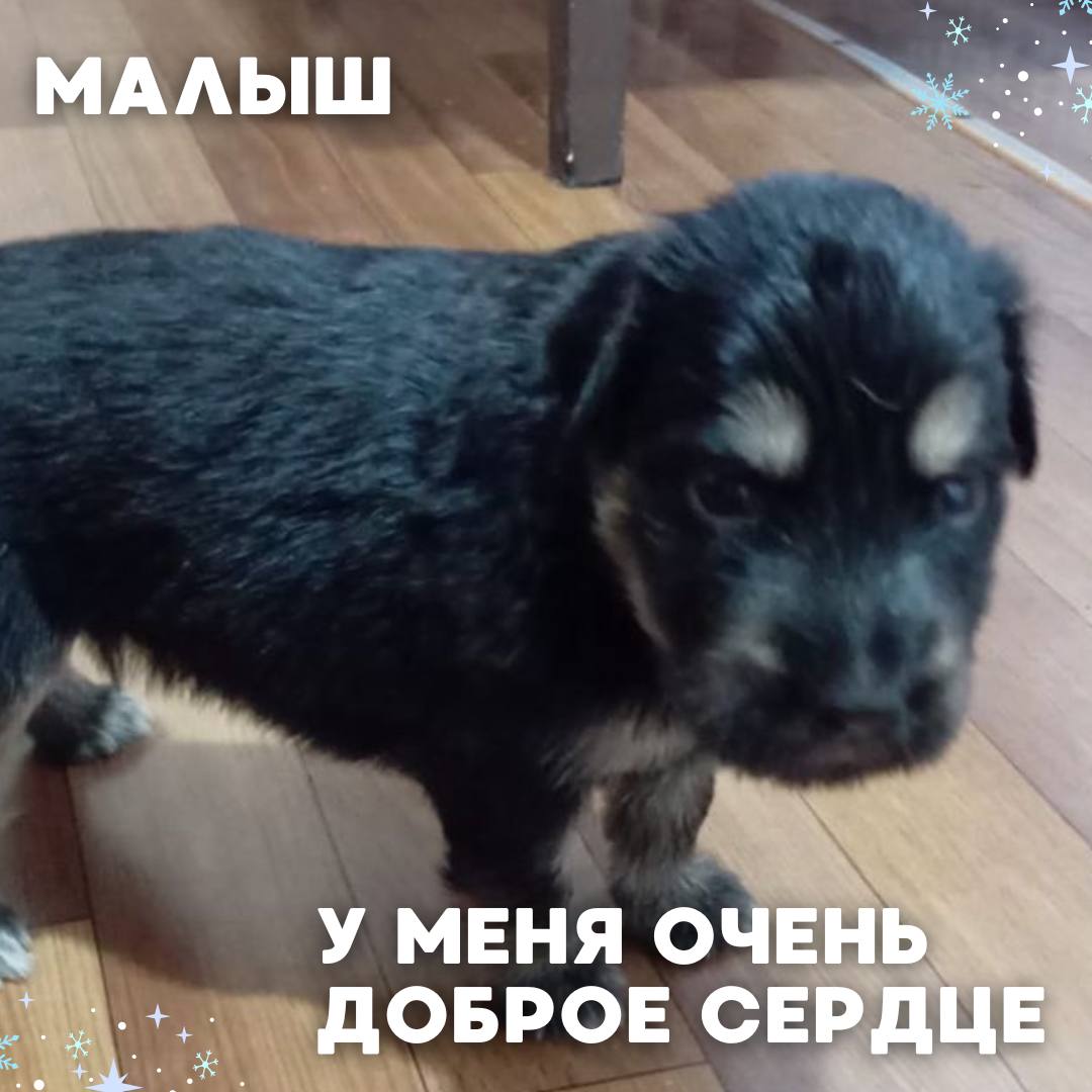 Сегодня в рубрике #Ищу_человека делимся информацией от наших подписчиков, которые взяли себе самых очаровательных питомцев на временную передержку и ищут им теплый дом Сегодня в рубрике #Ищу_человека делимся информацией от наших подписчиков, которые взяли себе самых очаровательных питомцев на временную передержку и ищут им теплый дом