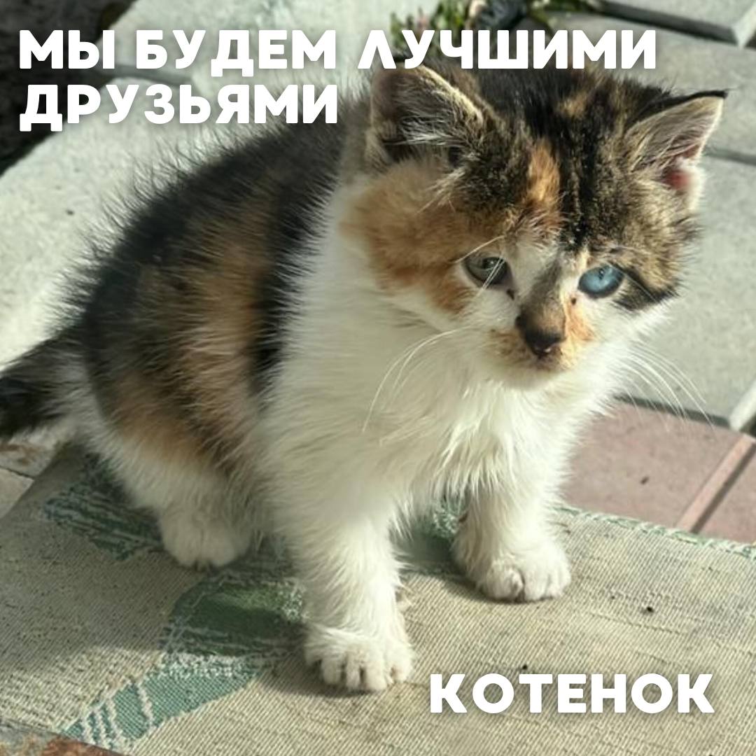 Сегодня в рубрике #Ищу_человека делимся информацией от наших подписчиков, которые взяли себе самых очаровательных питомцев на временную передержку и ищут им теплый дом Сегодня в рубрике #Ищу_человека делимся информацией от наших подписчиков, которые взяли себе самых очаровательных питомцев на временную передержку и ищут им теплый дом