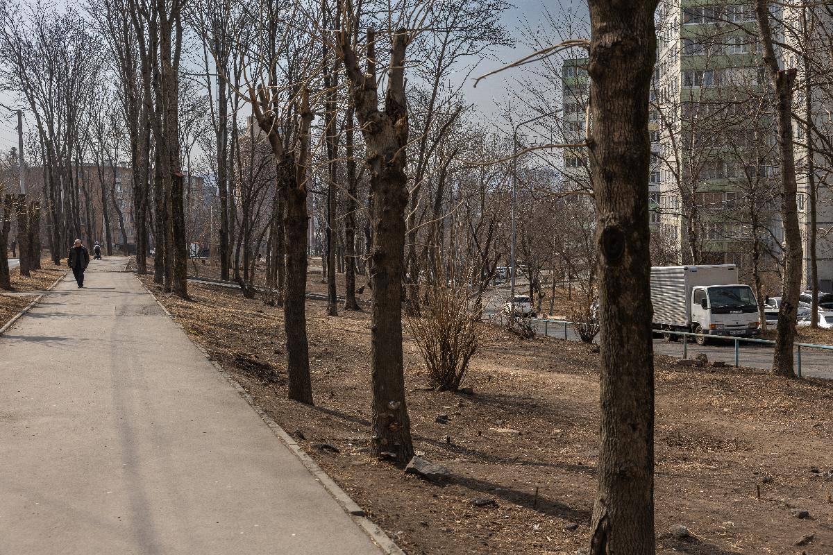 Владивостокцев приглашают обсудить концепцию благоустройства аллеи на Кирова, 5-9