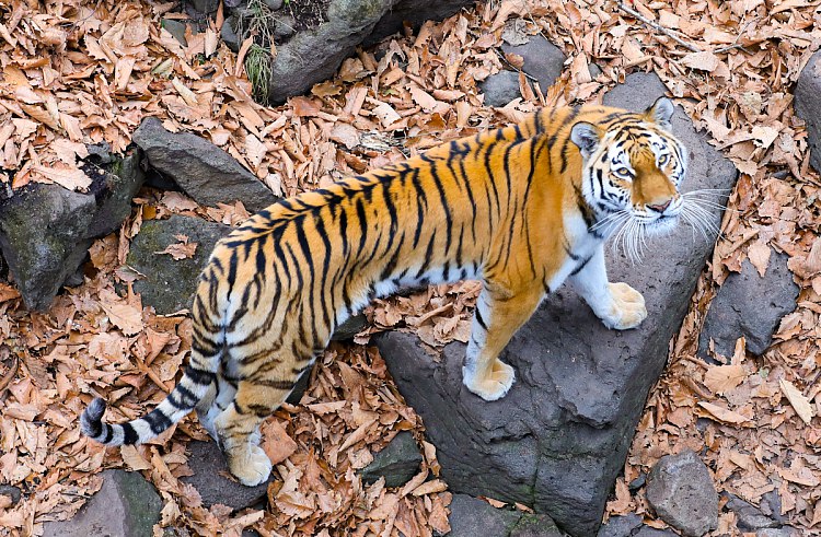 Крупнейшая программа по реинтродукции тигров в Центральной Азии стартует в 2026 году