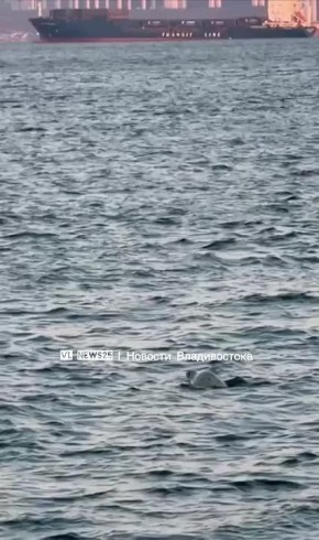 У Токаревского маяка во Владивостоке заметили двух нерп