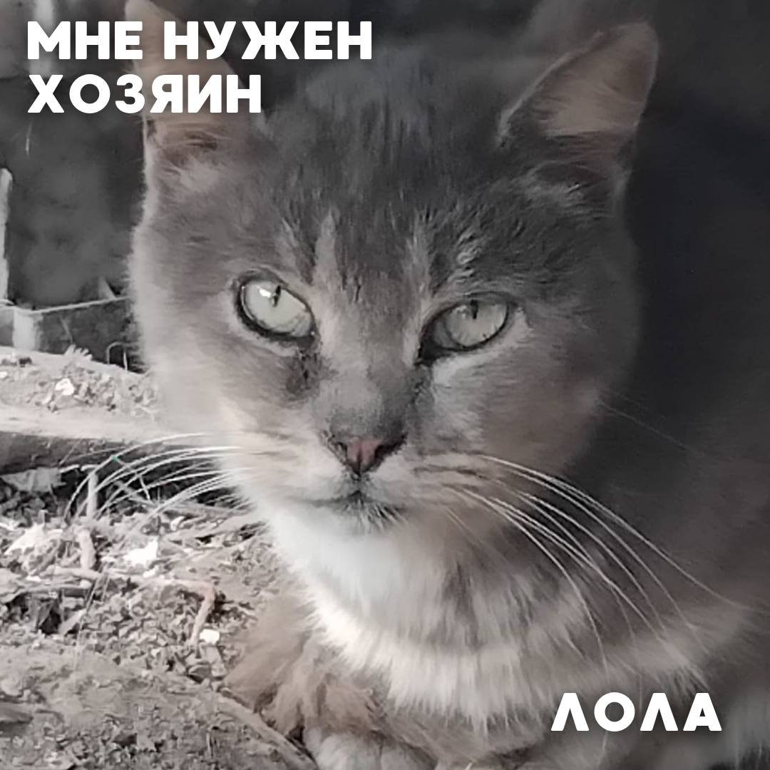 Сегодня в рубрике #Ищу_человека делимся информацией от наших подписчиков, которые взяли себе самых очаровательных питомцев на временную передержку и ищут им теплый дом Сегодня в рубрике #Ищу_человека делимся информацией от наших подписчиков, которые взяли себе самых очаровательных питомцев на временную передержку и ищут им теплый дом