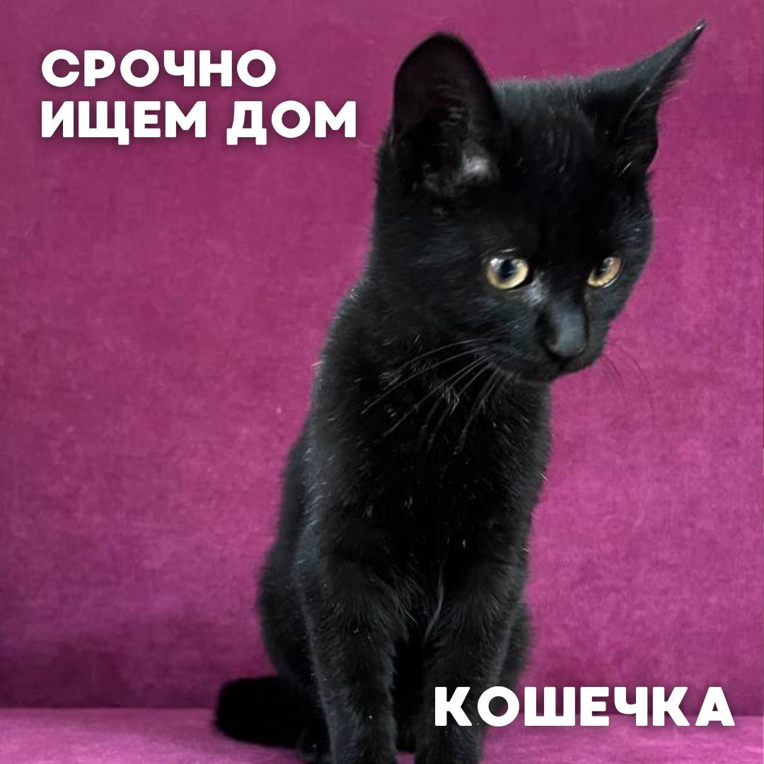 Сегодня в рубрике #Ищу_человека делимся информацией от наших подписчиков, которые взяли себе самых очаровательных питомцев на временную передержку и ищут им теплый дом Сегодня в рубрике #Ищу_человека делимся информацией от наших подписчиков, которые взяли себе самых очаровательных питомцев на временную передержку и ищут им теплый дом