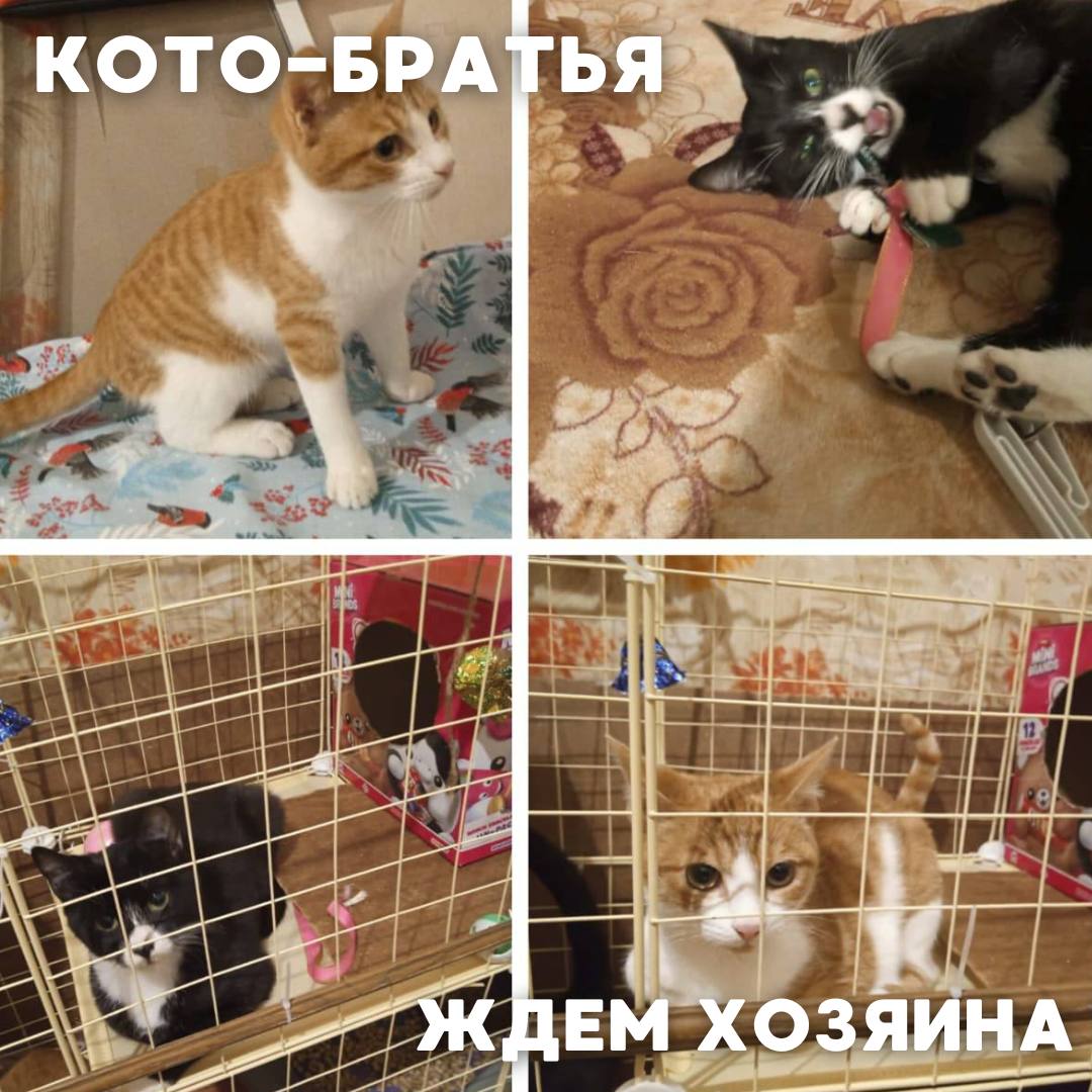 Сегодня в рубрике #Ищу_человека делимся информацией от наших подписчиков, которые взяли себе самых очаровательных питомцев на временную передержку и ищут им теплый дом Сегодня в рубрике #Ищу_человека делимся информацией от наших подписчиков, которые взяли себе самых очаровательных питомцев на временную передержку и ищут им теплый дом