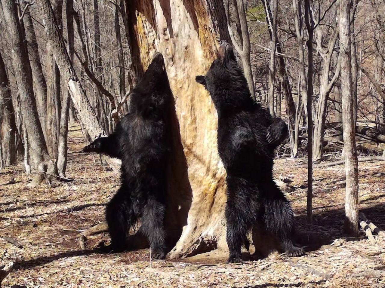 В Приморье медведи «станцевали» у 200-летней пихты: В Приморье медведи «станцевали» у 200-летней пихты: