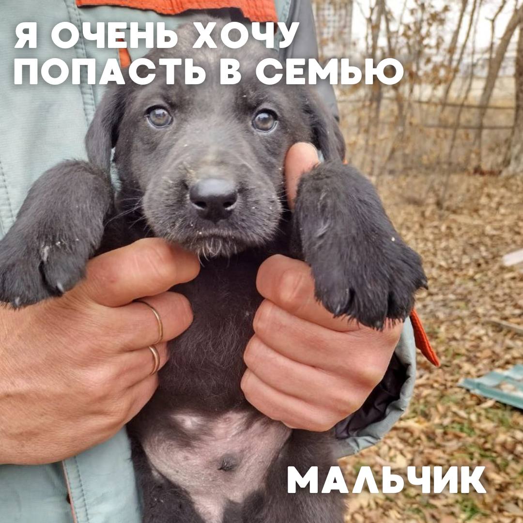 Сегодня в рубрике #Ищу_человека делимся информацией от наших подписчиков, которые взяли себе самых очаровательных питомцев на временную передержку и ищут им теплый дом Сегодня в рубрике #Ищу_человека делимся информацией от наших подписчиков, которые взяли себе самых очаровательных питомцев на временную передержку и ищут им теплый дом