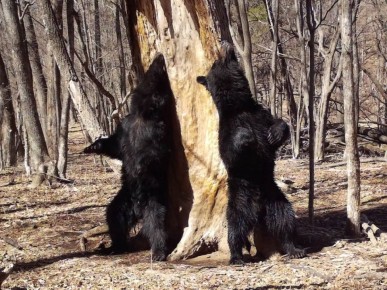 "Танец" молодых медведей у 200-летней пихты попал на фотоловушку в Приморье