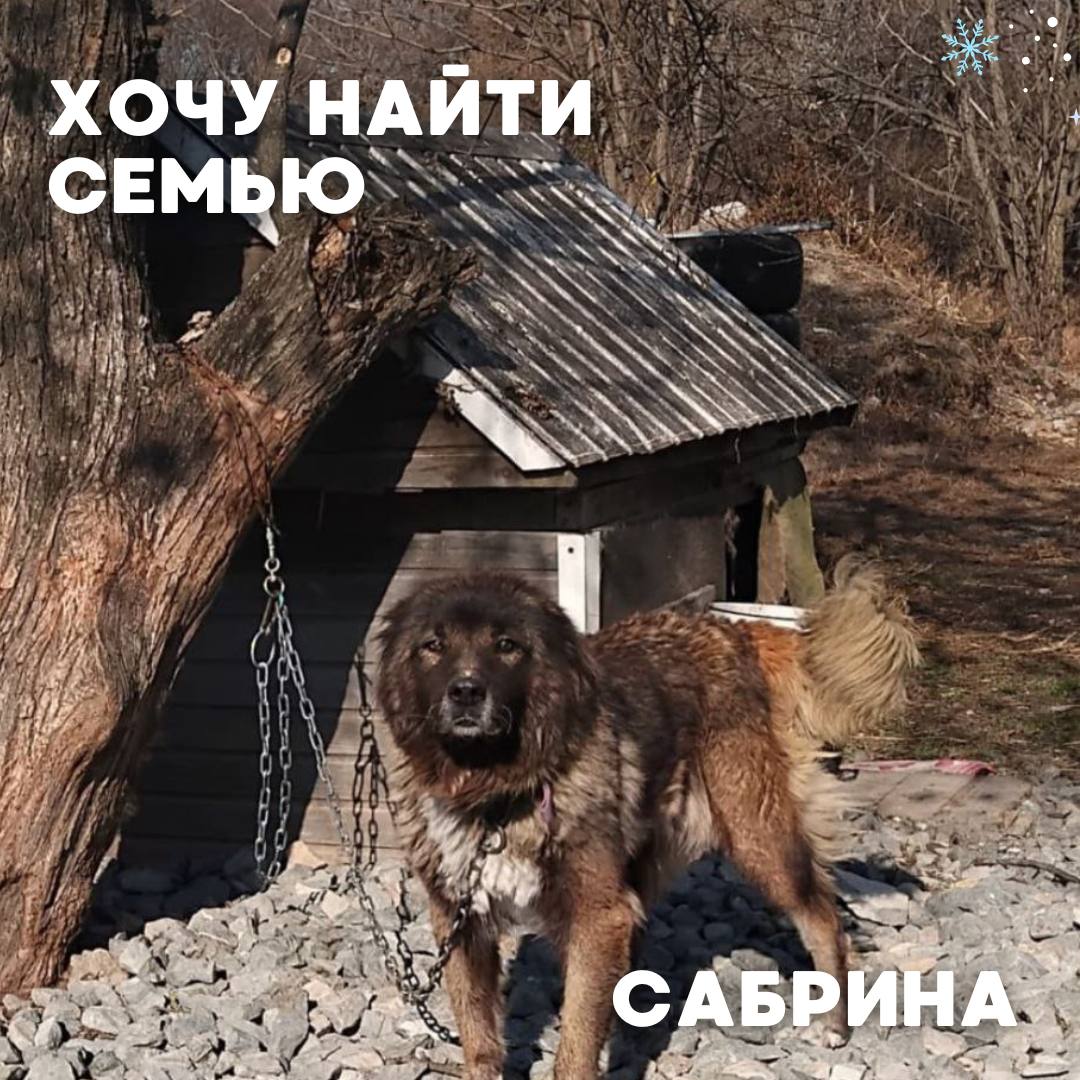 Сегодня в рубрике #Ищу_человека делимся информацией от наших подписчиков, которые взяли себе самых очаровательных питомцев на временную передержку и ищут им теплый дом Сегодня в рубрике #Ищу_человека делимся информацией от наших подписчиков, которые взяли себе самых очаровательных питомцев на временную передержку и ищут им теплый дом