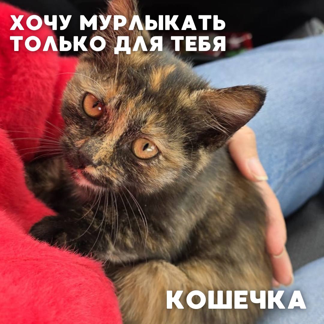 Сегодня в рубрике #Ищу_человека делимся информацией от наших подписчиков, которые взяли себе самых очаровательных питомцев на временную передержку и ищут им теплый дом