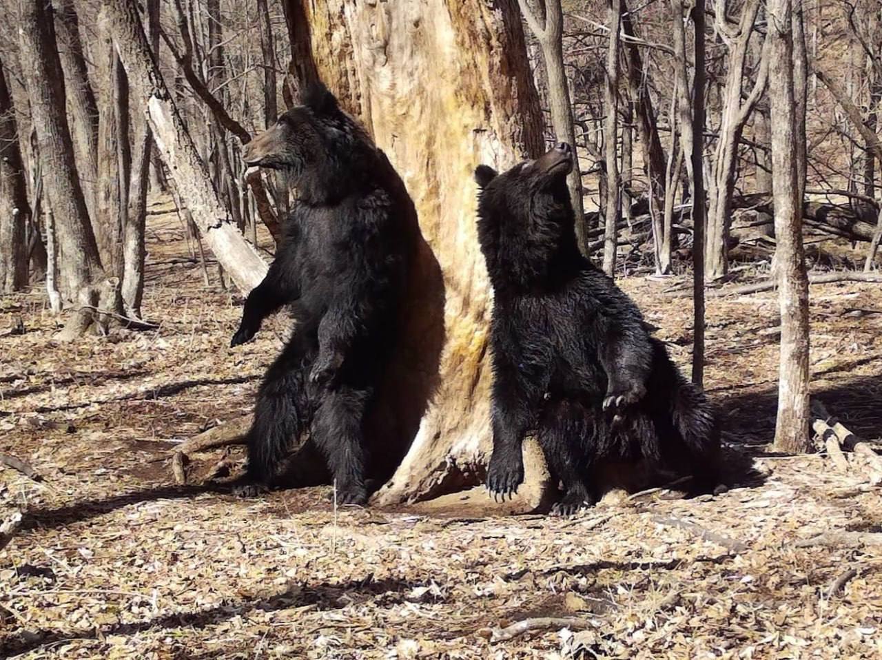 В Приморье медведи «станцевали» у 200-летней пихты: В Приморье медведи «станцевали» у 200-летней пихты: