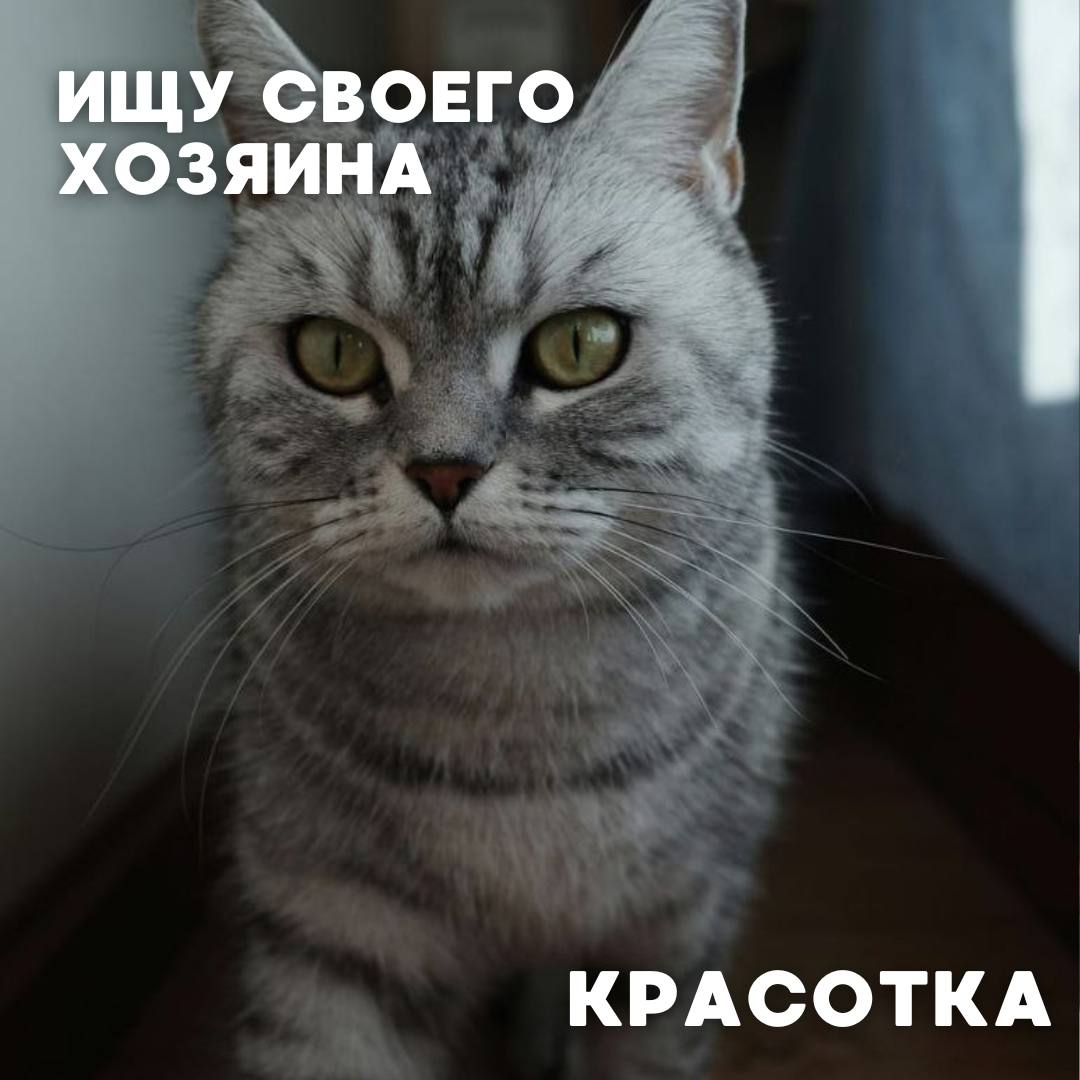 Сегодня в рубрике #Ищу_человека делимся информацией от наших подписчиков, которые взяли себе самых очаровательных питомцев на временную передержку и ищут им теплый дом Сегодня в рубрике #Ищу_человека делимся информацией от наших подписчиков, которые взяли себе самых очаровательных питомцев на временную передержку и ищут им теплый дом