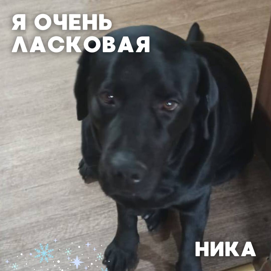 Сегодня в рубрике #Ищу_человека делимся информацией от наших подписчиков, которые взяли себе самых очаровательных питомцев на временную передержку и ищут им теплый дом Сегодня в рубрике #Ищу_человека делимся информацией от наших подписчиков, которые взяли себе самых очаровательных питомцев на временную передержку и ищут им теплый дом