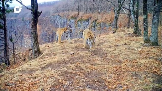 Первые четыре амурских тигра уедут из Приморья и Хабаровска в Казахстан в начале 2026 года
