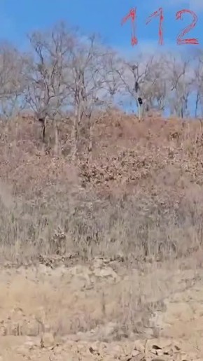 "Висит, смотрит на нас, вот гаденыш": гималайский медведь забрался на дерево и уже два дня не спускается в Приморье